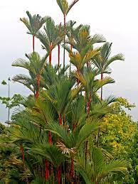 lg red lipstick palm tree