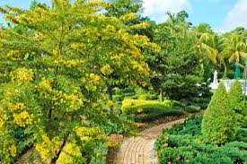 Cassia fistula is known for its cascading flower clusters and often. Best Landscape Design In Miami South Florida