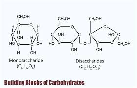 building blocks of carbohydrates