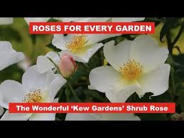 kew gardens rose