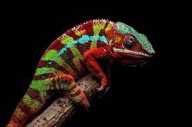panther chameleon facts and beyond