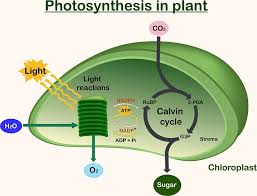 ls1 5 photosynthesis modeling