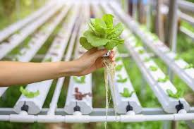 10 Easy DIY Hydroponic Plans For Beginners The Hydroponics Planet