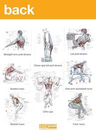 Back Traps And Biceps Workout Shoulder Workout Traps