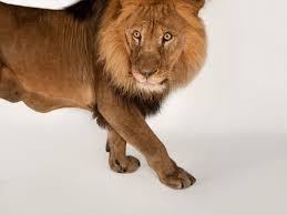 african lion facts and photos
