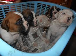 Find dogs and puppies available for adoption and foster at our site. Boxer Puppies For Sale Kochi Kl 68119 Petzlover