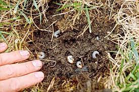grubs worms in your lawn