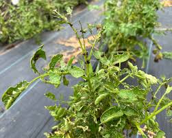 eating the leaves on my potato plants