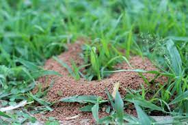 Dies hilft nicht nur gegen ameisen, sondern auch gegen andere schadinsekten. Hausmittel Gegen Ameisen Im Garten Und An Pflanzen