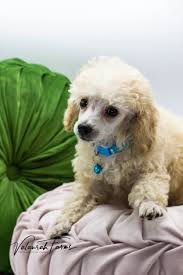 apricot toy poodle stud lockhart in