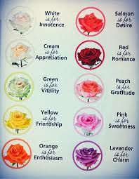 Rose Color Meaning Chart Handy For Anyone Getting Colored