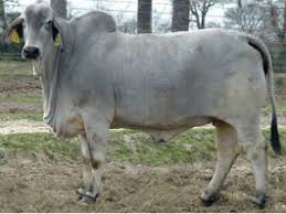 Pure farming tipsis video mien main apko brahman. Breeds Brahman The Cattle Site