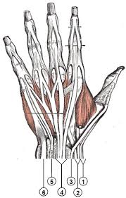 Appreciated the pictures with written instructions. Posterior Compartment Of The Forearm Wikipedia