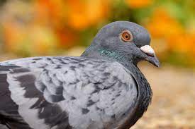 how to get rid of pigeons on your roof