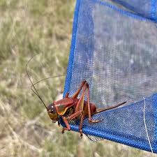 Grasshopper / Mormon cricket FAQs — Invasive Species of Idaho