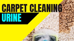 carpet cleaning urine from