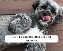 8 f1 cockapoo puppies for sale. 7 Best Cockapoo Breeders In Illinois 2021 We Love Doodles