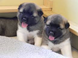 Feel free to browse hundreds of active classified puppy for sale listings, from dog breeders in pa and the surrounding areas. Full Moon Akita Puppies For Sale Home Facebook