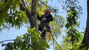 Use our fast and reliable tree trimming service for: Home Austin Tree Removal Services Tree Service And Tree Trimming Services