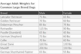 Is My Dog A Healthy Weight