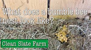 Bumble bees will also build nests under decks; What Does A Bumble Bee Nest Look Like Youtube