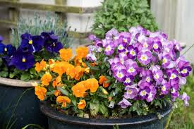 Best Outdoor Potted Plants For El Paso