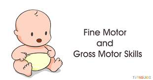 fine motor and gross motor skills