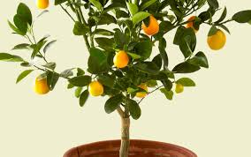 Indoor Lemon Tree Care Gardenadvice Co Uk