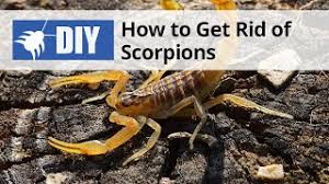 how to get rid of scorpions domyown