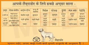 Labrador Puppy Food Diet Chart In Hindi Dogs Breeds And