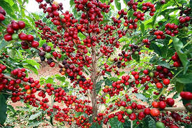 Resultado de imagem para plantação de café