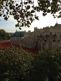 poppies at the tower of london nen gallery