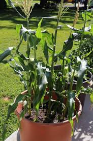 How To Grow Corn In Containers