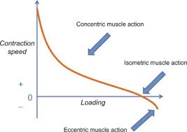 eccentric muscle contraction an