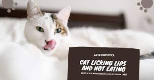 cat licking lips 13 possible reasons