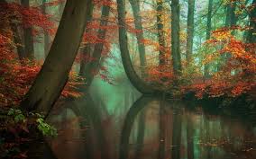 Nature Landscape Mist Forest Fall River