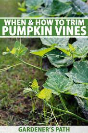 when and how to trim pumpkin vines