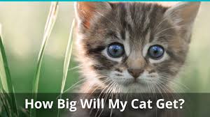 how big will my kitten get when is