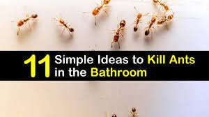 kill ants in the bathroom