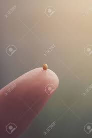 A Single Mustard Seed Resting On The Tip Of A Finger