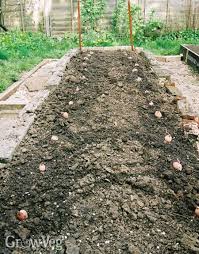 Growing Potatoes The No Dig Way