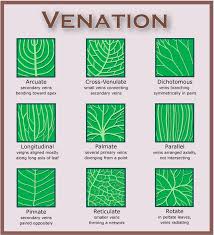 leaf overview