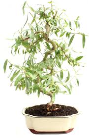 That's all the time i have to share today. Amazon Com Bonsai Dwarf Japanese Curly Willow Tree Cutting Very Rare Fast Growing Bonsai Get A Mature Looking Bonsai Very Fast Garden Outdoor