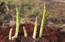 how do i grow asparagus planting