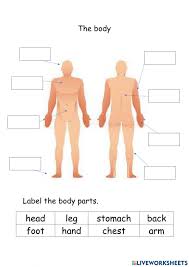 While your chest is built from two big muscles (pectoralis minor and major), you can target these parts with different chest workouts. Body Parts Online Exercise For 1