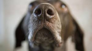 nasal dermatoses in dogs dog nose skin