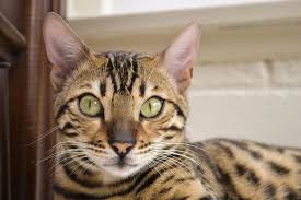 Other domestic breeds were used in the breeding programme including ocicats, egyptian maus, abyssinians, bombays and british shorthairs. Bengal Cat Price Guide Finding A Bengal Cat For Sale
