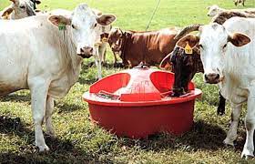 liquid feeds for winter cattle