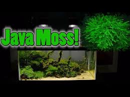 how to grow aquarium moss liverwort