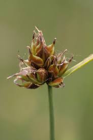 Carex oedipostyla - Duval-Jouve